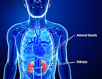 A man with adrenal glands and kidneys in the background.