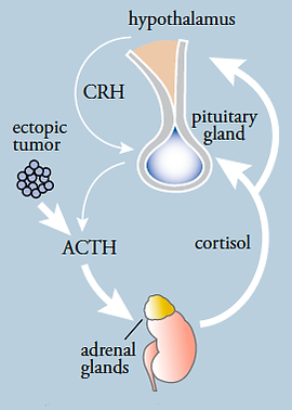A diagram of the cycle of adrenal gland and crh.