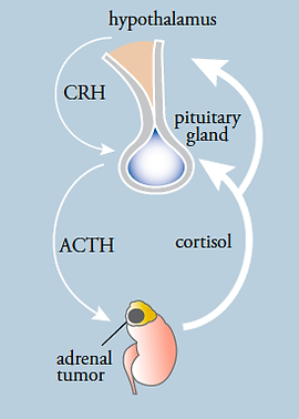 A diagram of the process of crh and adrenal gland.