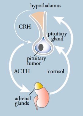 A diagram of the cycle of adrenal gland and crh.