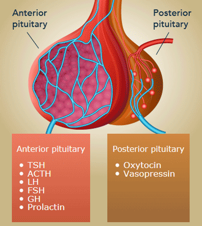 A diagram of the human heart and its vessels.