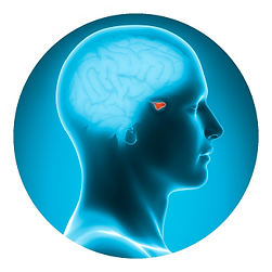 A blue circle with an image of a head and brain.