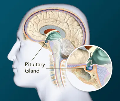 A picture of the pituitary gland in the head.